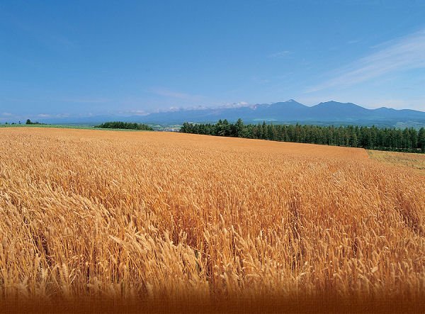 Field of Blessings