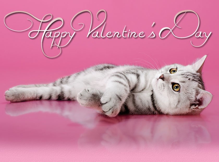 Kitten Valentine